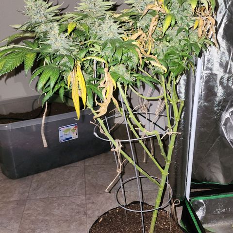 the Kineticist growlog photo: She was a wonderful longer veg plant! Coulda gone longer, but I fucked up on light leaks. 