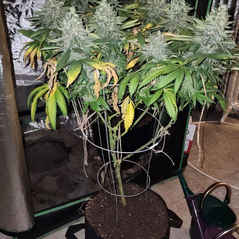 the Kineticist growlog photo: She was a wonderful longer veg plant! Coulda gone longer, but I fucked up on light leaks. 