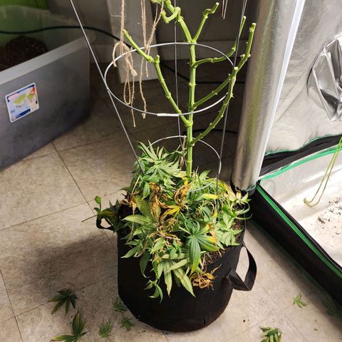 the Kineticist growlog timeline photo