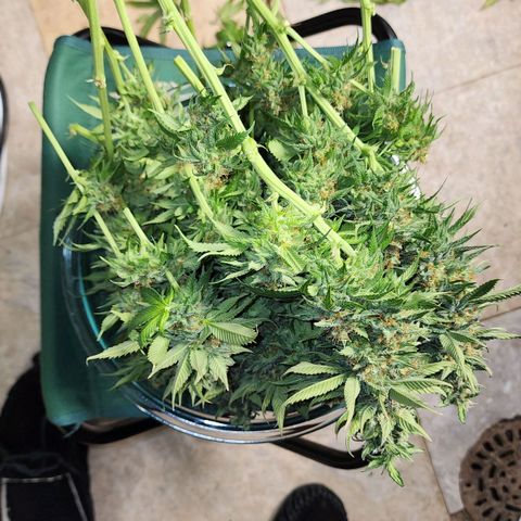 the Kineticist growlog timeline photo