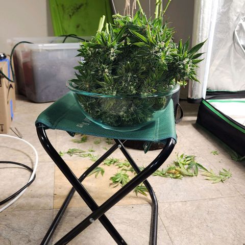 the Kineticist growlog timeline photo