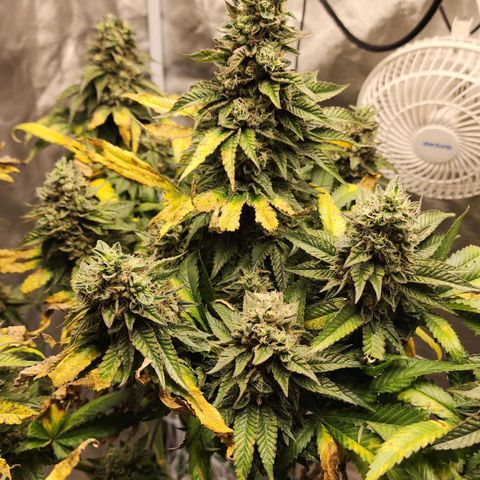 the Bloodrager growlog timeline photo