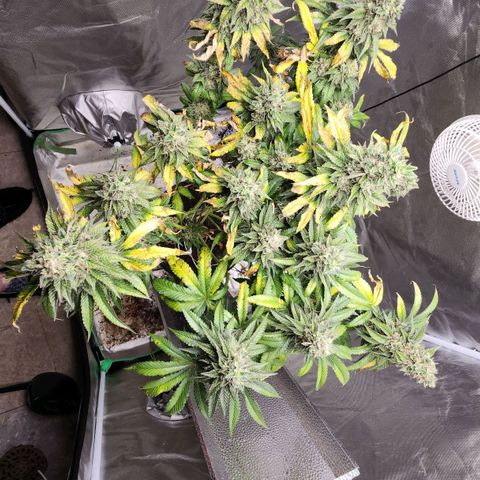 the Bloodrager growlog timeline photo