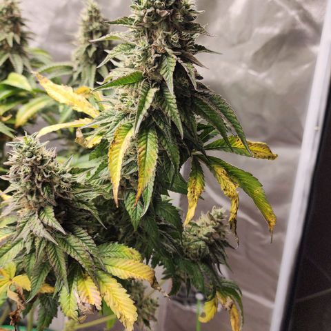 the Bloodrager growlog timeline photo