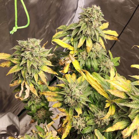 the Bloodrager growlog timeline photo