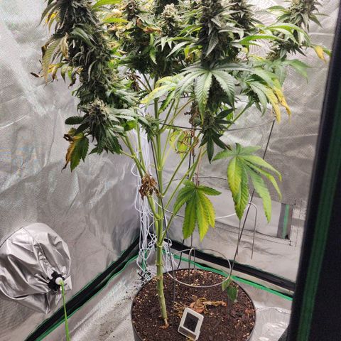 the Bloodrager growlog timeline photo