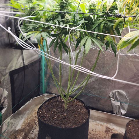 the Esoteric (Magus) growlog timeline photo