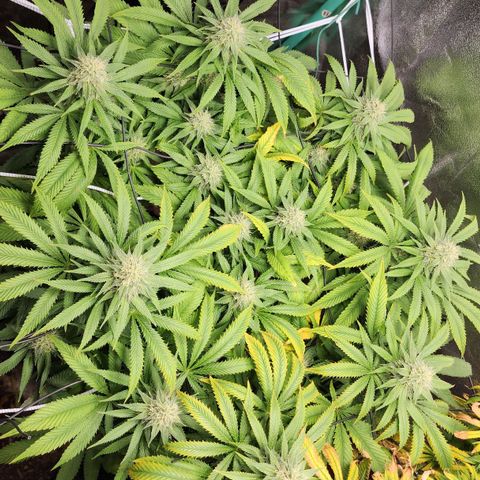 the Esoteric (Magus) growlog timeline photo