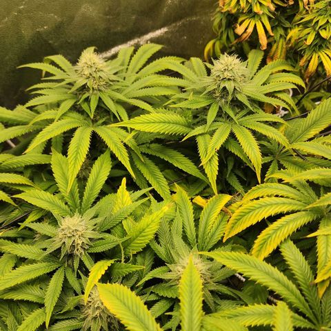 the Esoteric (Magus) growlog timeline photo