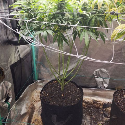 the Esoteric (Magus) growlog timeline photo