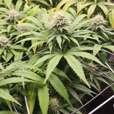 the Esoteric (Magus) growlog timeline photo