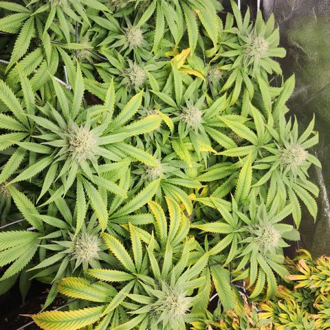 the Esoteric (Magus) growlog timeline photo