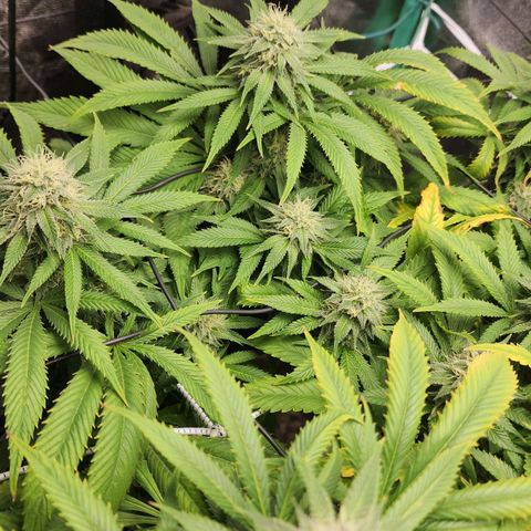 the Esoteric (Magus) growlog timeline photo