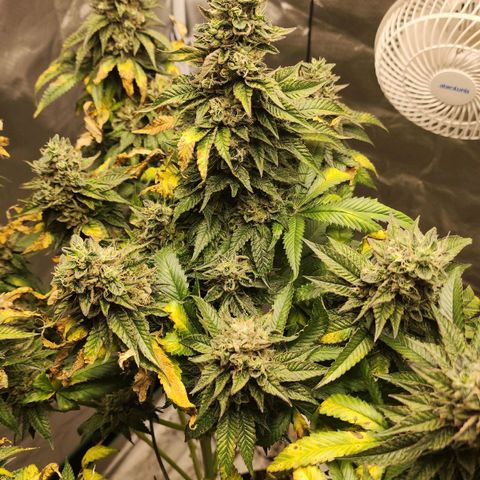 the Bloodrager growlog timeline photo