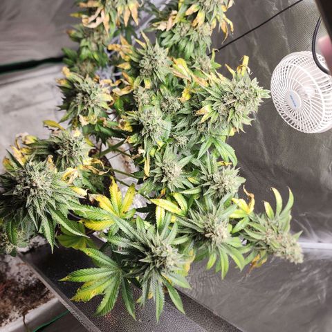the Bloodrager growlog timeline photo
