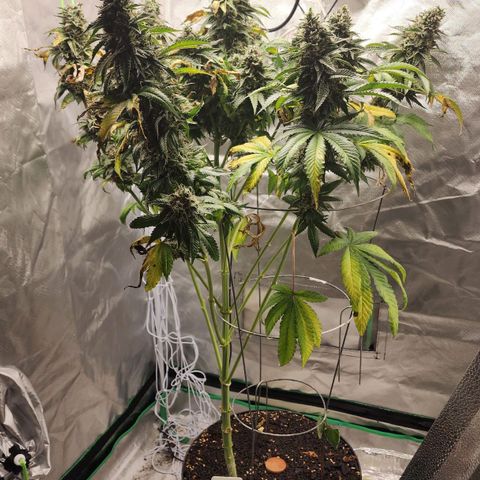 the Bloodrager growlog timeline photo