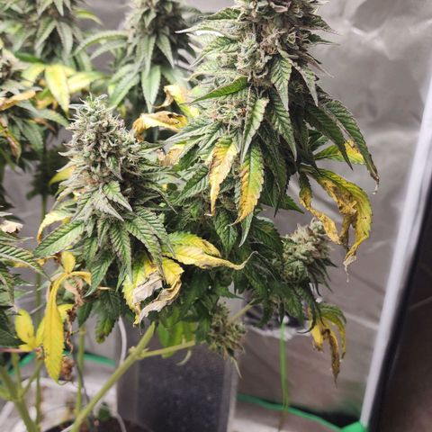 the Bloodrager growlog timeline photo