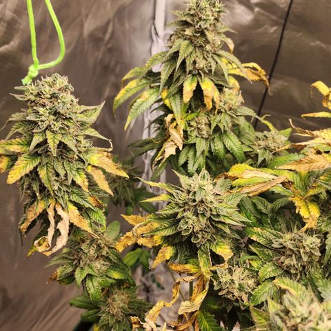 the Bloodrager growlog timeline photo