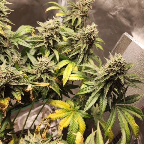 the Bloodrager growlog timeline photo