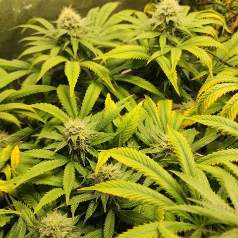 the Esoteric (Magus) growlog timeline photo
