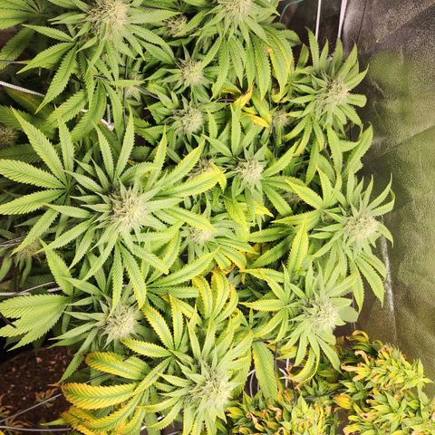 the Esoteric (Magus) growlog timeline photo