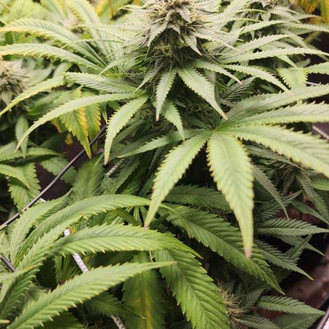 the Esoteric (Magus) growlog timeline photo
