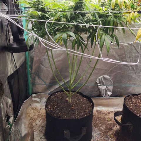 the Esoteric (Magus) growlog timeline photo
