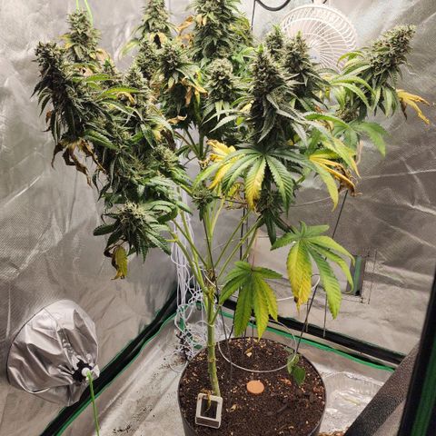 the Bloodrager growlog timeline photo