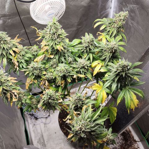 the Bloodrager growlog timeline photo