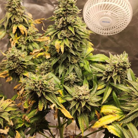 the Bloodrager growlog timeline photo