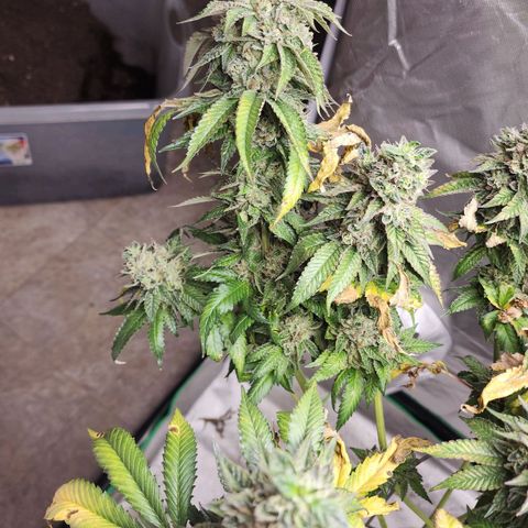 the Bloodrager growlog timeline photo