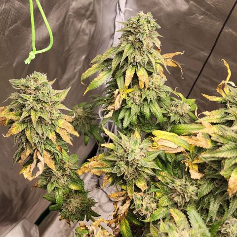 the Bloodrager growlog timeline photo