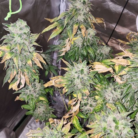 the Bloodrager growlog photo: Thank you for your wisdom!