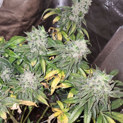 the Bloodrager growlog photo: Thank you for your wisdom!