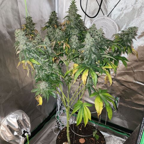 the Bloodrager growlog photo: Thank you for your wisdom!