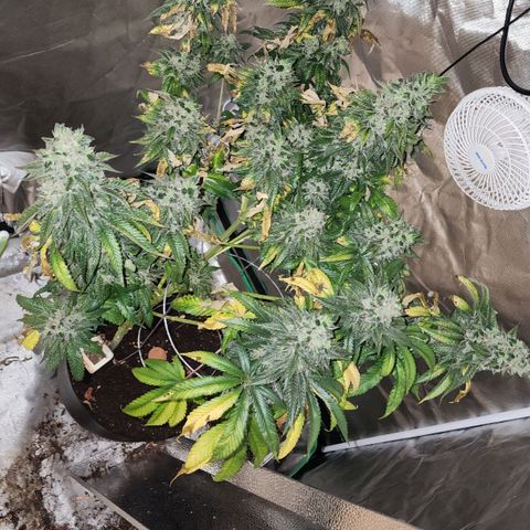 the Bloodrager growlog photo: Thank you for your wisdom!