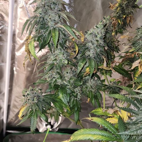 the Bloodrager growlog photo: Thank you for your wisdom!