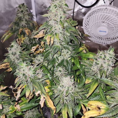 the Bloodrager growlog photo: Thank you for your wisdom!