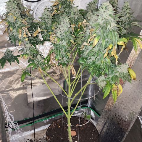 the Bloodrager growlog photo: Thank you for your wisdom!
