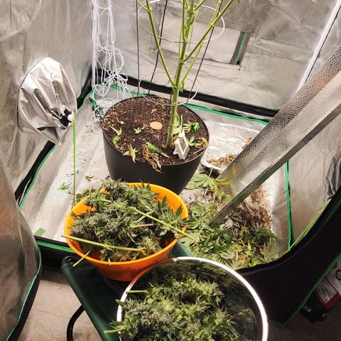 the Bloodrager growlog timeline photo