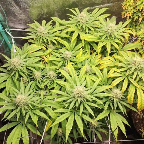 the Esoteric (Magus) growlog timeline photo