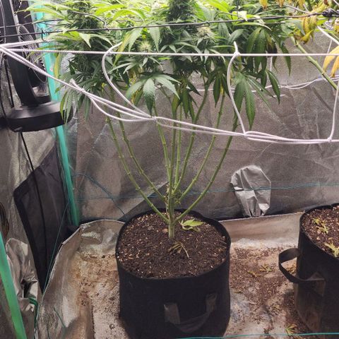 the Esoteric (Magus) growlog timeline photo