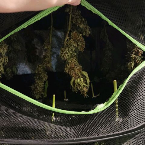 the Kineticist growlog timeline photo