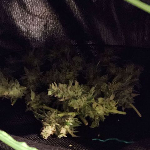 the Bloodrager growlog timeline photo