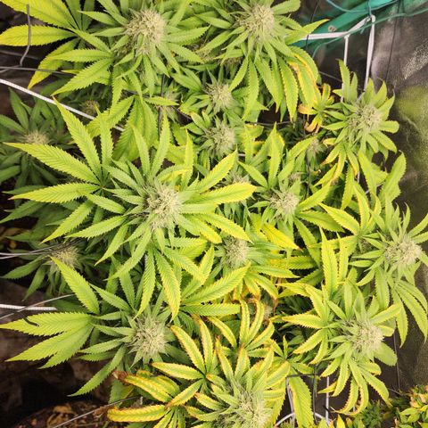 the Esoteric (Magus) growlog timeline photo