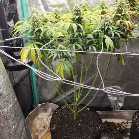 the Esoteric (Magus) growlog timeline photo