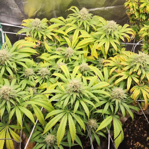 the Esoteric (Magus) growlog timeline photo