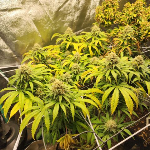 the Esoteric (Magus) growlog timeline photo