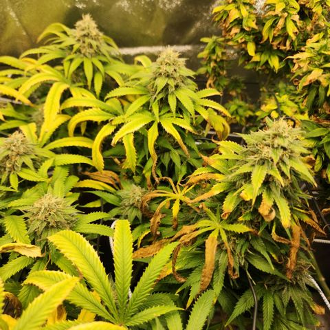 the Esoteric (Magus) growlog timeline photo