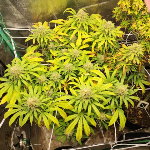 the Esoteric (Magus) growlog timeline photo